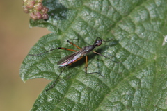 Nerioidea