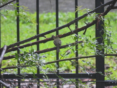 Tyrannidae