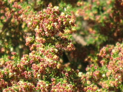 Erica leucopelta