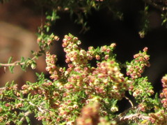 Erica leucopelta