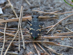 Cicindela sylvatica
