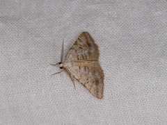 Paramelora zophodesma