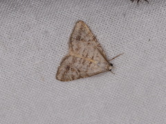 Paramelora zophodesma