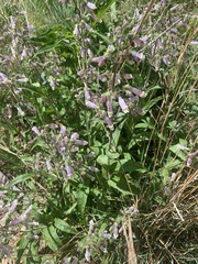 Penstemon hirsutus