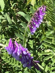 Vicia villosa