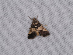 Nacoleia mesochlora