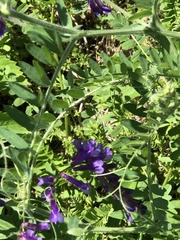 Vicia villosa