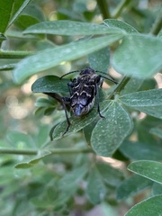 Xylotrechus nauticus