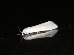 Schoenobiinae