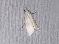 Schoenobiinae