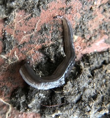 Endeavouria septemlineata