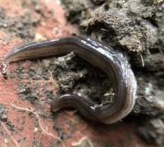 Endeavouria septemlineata