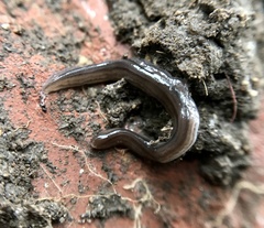 Endeavouria septemlineata