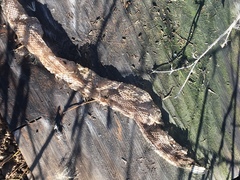 Crotalus oreganus