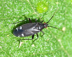 Macrotylus