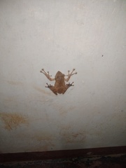 Polypedates occidentalis