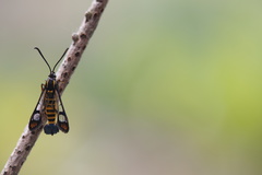 Synanthedon conopiformis