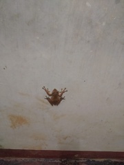 Polypedates occidentalis