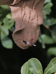 Synanthedon formicaeformis