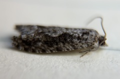 Gretchena watchungana