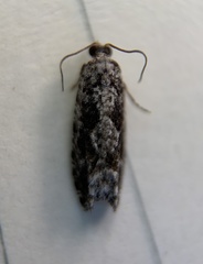 Gretchena watchungana