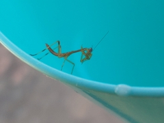 Mantidae