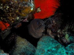 Gymnothorax unicolor