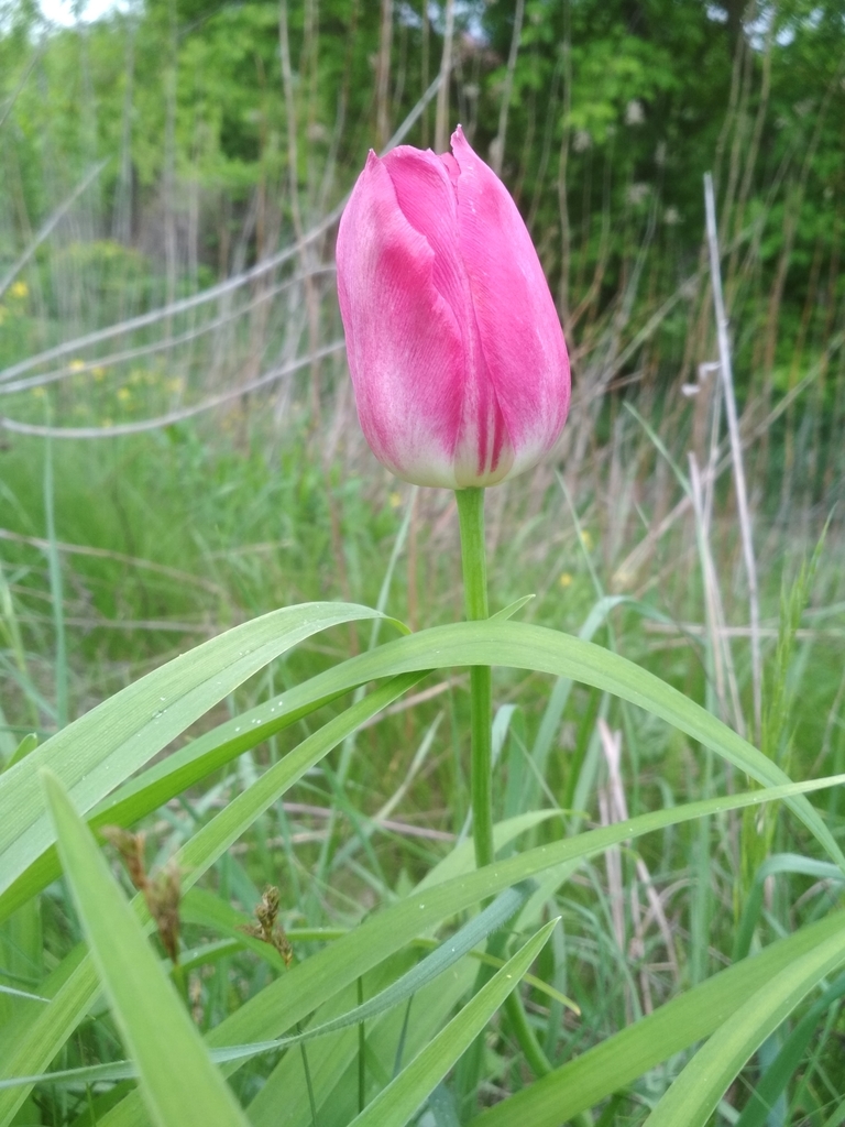 Tulip