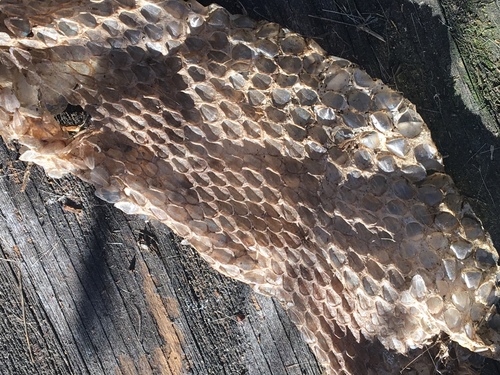 iNaturalist observation photo of Northern Pacific Rattlesnake