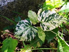 Berg-Ahorn (Acer pseudoplatanus): Herkunft und Verwendung — Foto 2