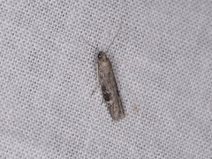 Copamyntis leptocosma