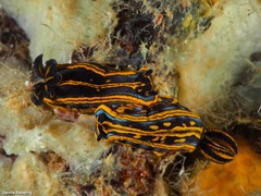 Felimare fontandraui