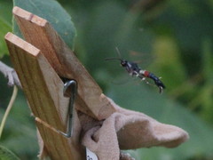 Synanthedon formicaeformis