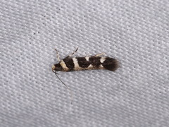 Macrobathra bigerella