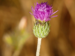 Tyrimnus leucographus