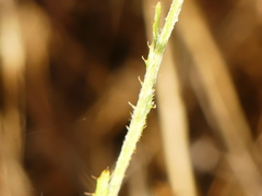 Tyrimnus leucographus