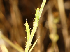 Tyrimnus leucographus