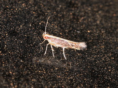 Gracillariinae