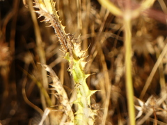 Tyrimnus leucographus