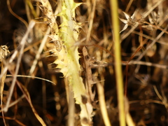 Tyrimnus leucographus