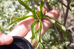 Delphinium recurvatum