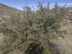 Quercus cornelius-mulleri