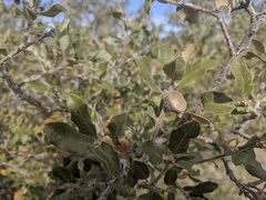 Quercus cornelius-mulleri