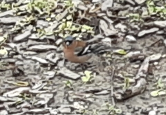 Fringilla coelebs