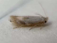 Bucculatrix packardella