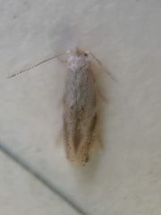 Bucculatrix packardella