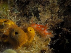 Plocamopherus maderae