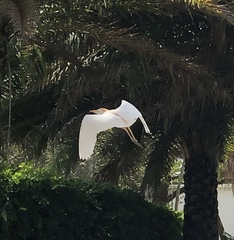 Bubulcus ibis