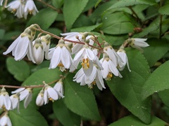 Deutzia gracilis