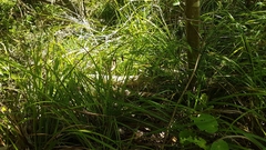 Carex solandri